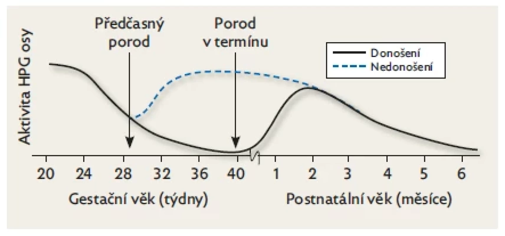 Rozdíly v postnatální aktivitě HPG u donošených a předčasně
narozených dětí.