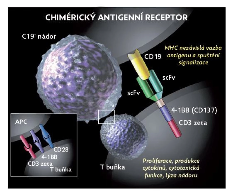 Struktura a funkce chimérického antigenního receptoru