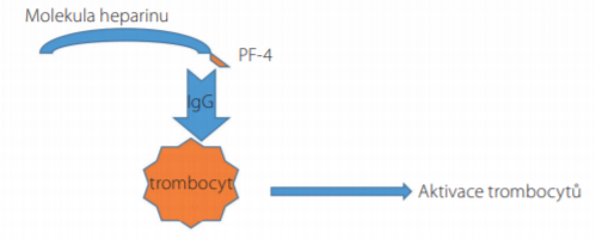 Mechanismus aktivace trombocytů a rozvoje trombocytopenie
u pacientů s heparinem indukovanou trombocytopenií (HIT)
