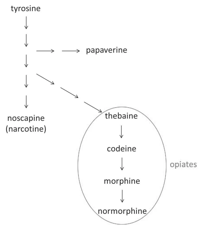Alkaloid synthesis in Papaver somniferum
