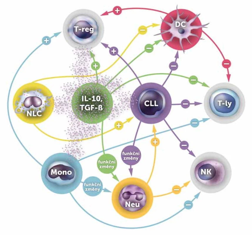 Hlavní interakce mezi CLL a buňkami imunitního systému.
