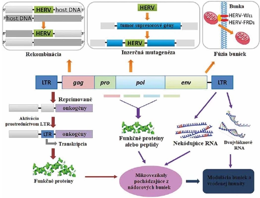 Rôzne mechanizmy HERV schopné navodiť onkogenézu</br>Figure 4. Different HERV mechanisms capable of inducing oncogenesis