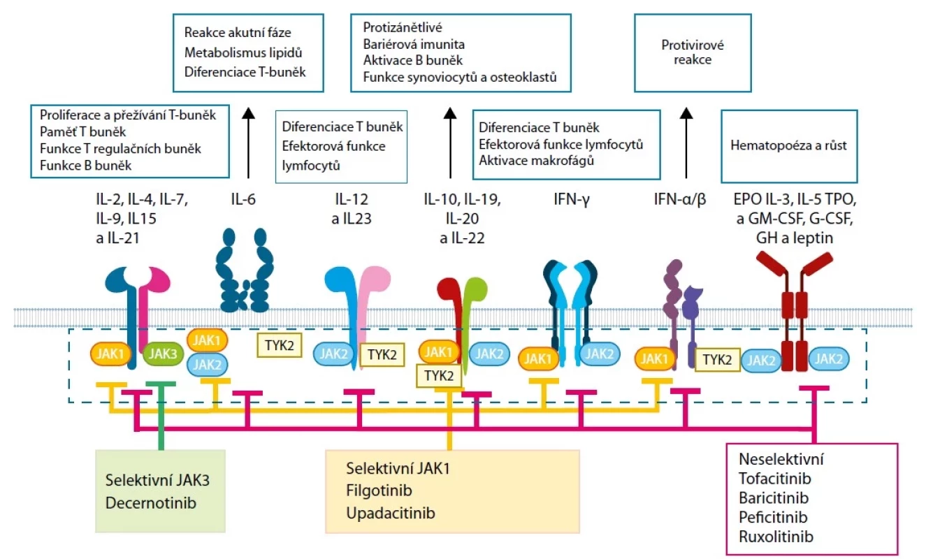 Janusovy kinázy a jejich inhibitory v regulaci zánětu a imunitní odpovědi (upraveno podle 8)