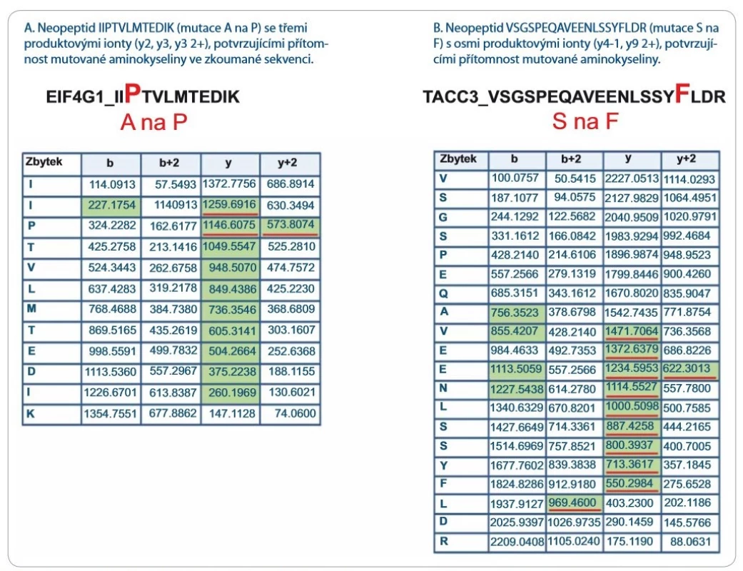 Seznam produktových iontů reprezentujících dva vybrané neopeptidy identifi kované prohledávacím algoritmem Protein-
Pilot 4.5.0.0 s vysokou peptidovou konfi dencí (peptidová konfi dence > 99 %). Zelenou barvou jsou vyznačeny produktové ionty spolehlivě
identifi kované v LC-MS/MS fragmentačním spektru. Červeně jsou podtrženy produktové ionty, které potvrzují aminokyselinovou
záměnu a zahrnují ve své aminokyselinové sekvenci mutovanou aminokyselinu. Z obrázku je patrné, že peptidová konfi dence nerefl
ektuje pravděpodobnost přítomnosti mutace v sekvenci neopeptidů a že fragmentační spektra neopeptidů je nutné po identifi kaci
zkontrolovat.