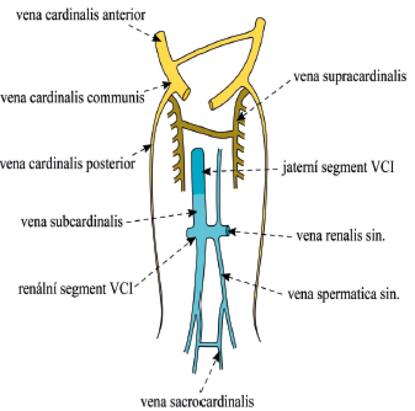Schematické zobrazení kardinálních vén tvořících hlavní drenážní systém embrya, pravá subkardinální a pravá sakrokardinální véna jsou základem pro renální a sakrální část VCI (převzato a volně upraveno podle [1]).