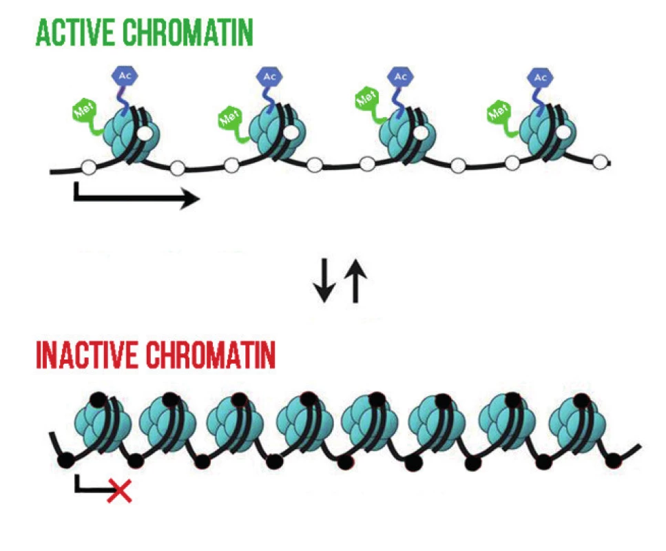 Schematic illustration of the influence of histone modifications and DNA methylation on the condensation of chromatin. The loose structure of chromatin, referred
to as euchromatin, with acetylation and methylation of histone molecules – without
DNA methylation – is transcriptionally active. Condensed heterochromatin with DNA
methylation is transcriptionally inactive. Methylated CpG dinucleotides are indicated
by a black dot, non-methylated CpG dinucleotides by a white dot. Ac – acetylation,
Met -histone methylation. Adjusted according to [19].