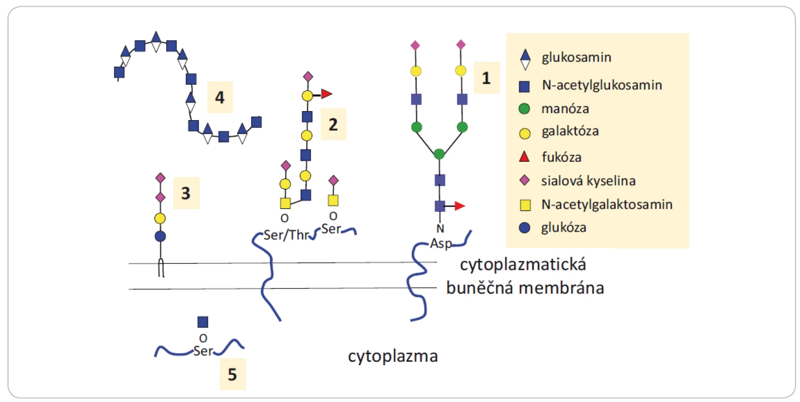 Struktury glykanů a glykokonjugátů zapojených do nádorové progrese.