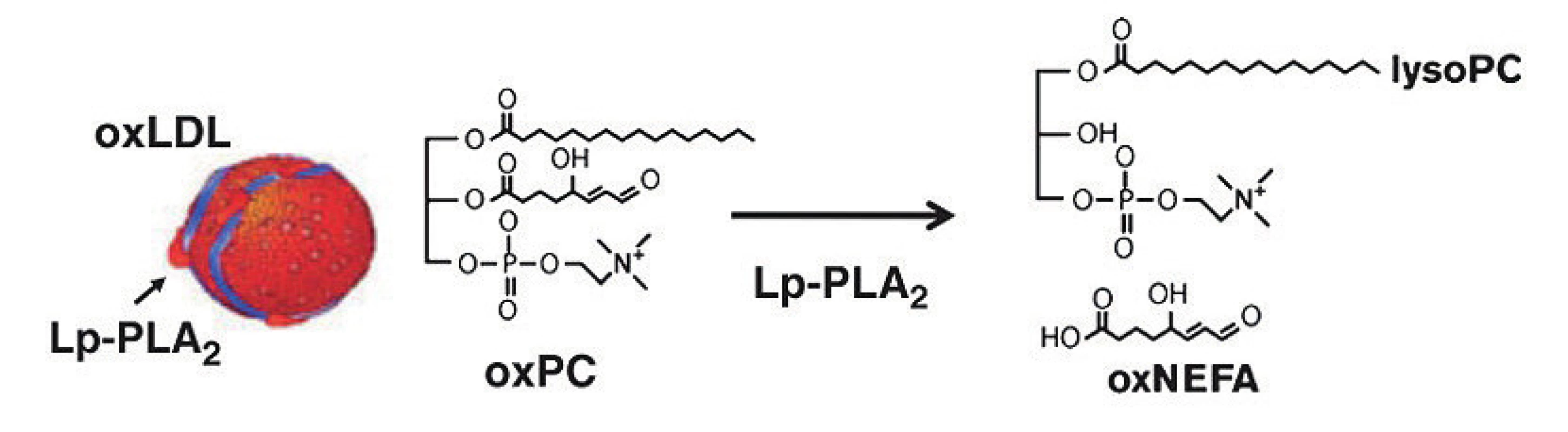 Lp-PLA2 účinek. Oxidované fosfolipidy (oxPC) jsou hydrolizovány na lysofosfatidylcholin
(lysoPC) a na oxidované neesterifikované mastné kyseliny (oxNEFA) (Macphee, Nelson
and Zalewski, 2006)