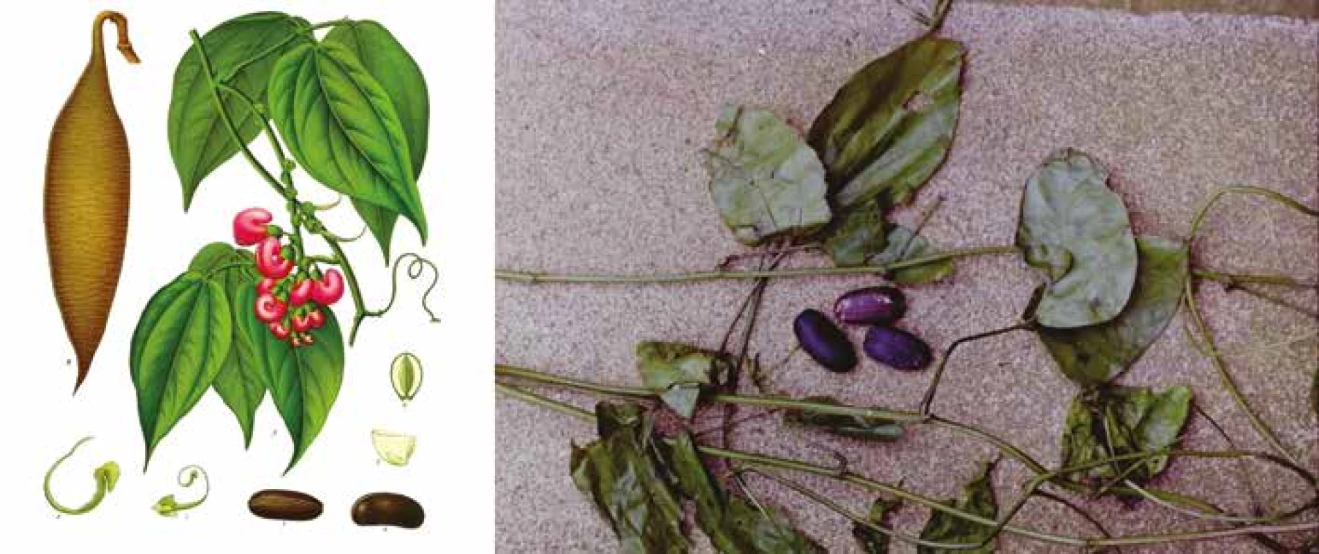 Physostigma venenosum, Zdroj: Wikimedia Commons (CC BY 4.0) a Dressler S, Schmidt M. African Plants – A photo guide použito se svolením prvého autora)