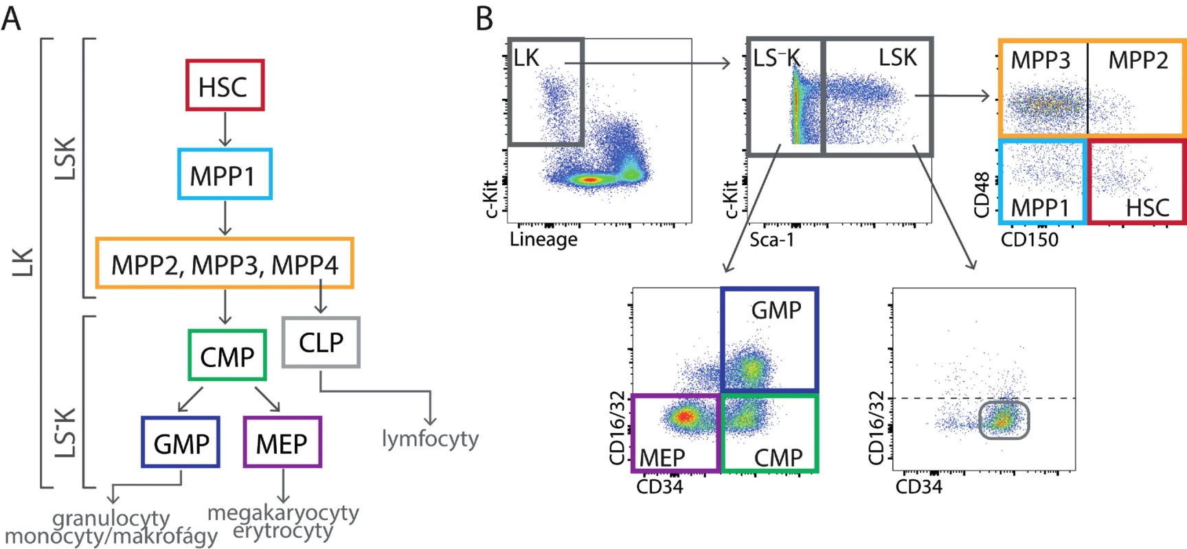 (A) Kmenové buňky (HSC), multipotentní progenitory (MPP) a myeloidní progenitory (CMP, GMP a MEP) tvoří vývojovou hierarchii
stále více diferencovaných buněk se stále menším spektrem krevních buněk, kterým mohou dát vzniknout. (B) Nezralé buňky v kostní dřeni
myší nemají liniové znaky (L) a exprimují receptor c-Kit (K; LK buňky). Dělí se na méně zralé buňky LSK a zralejší buňky LS–
K pomocí znaku
Sca-1 (Stem cell antigen-1). Buňky LSK lze rozlišit pomocí znaků CD150, CD48 a CD135 na buňky kmenové (HSC) a čtyři druhy multipotentních
progenitorů (MPP1, MPP2, MPP3 a MPP4). MPP4 mají výrazně lymfoidní vývojový potenciál. Na obrázku není jejich určení pomocí znaku CD135
(Flt3) ukázáno. Rozdělení LSK buněk podle znaků CD34 a CD16/32 není běžně používáno, je zde jen uvedeno pro porovnání s buňkami LS–
K.
Buňky LS–
K obsahují progenitory myeloidních buněk, které lze rozlišit pomocí znaků CD34 a CD16/32 na CMP – společný (common) progenitor
myeloidních buněk, GMP – progenitor granulocytů a makrofágu a MEP – progenitor megakaryocytů a erytroidních buněk. Buňky LSK mají
v normální tkáni CD34/CD16-32 fenotyp stejný jako buňky CMP.