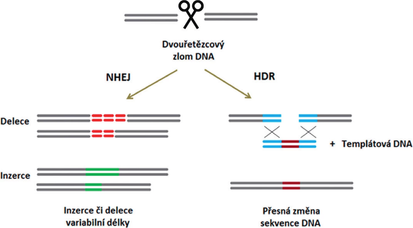 Základní mechanismy opravy dvouřetězcových zlomů DNA a jimi zprostředkované
změny v nukleotidové sekvenci