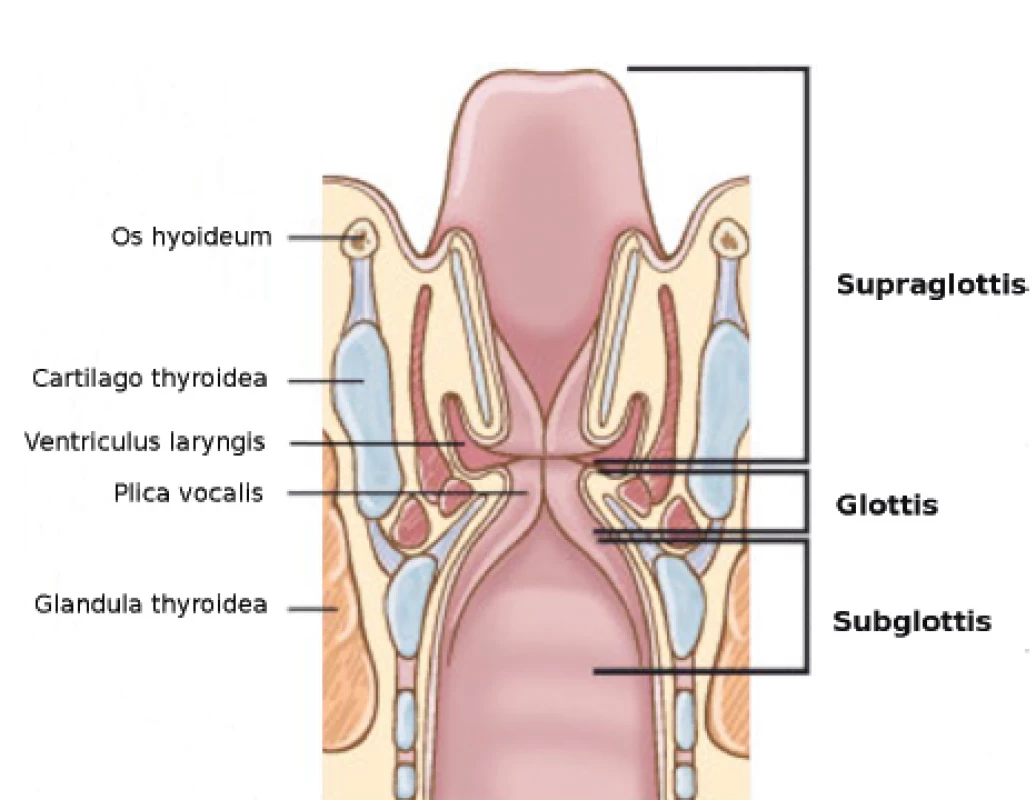 Anatomie laryngu