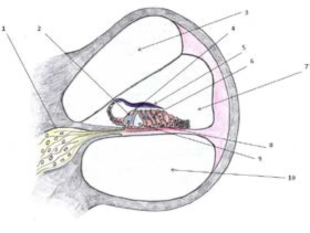 Schéma Cortiho orgánu (autorka: Alžběta Jechová)<br>
1 – <i>ganglion spirale</i>; 2 – vnitřní vlásková buňka; 3 – scala
vestibuli; 4 – svazek stereocilií; 5 – tektoriální membrána; 6 –
zevní vlásková buňka; 7 – <i>scala media</i>; 8 – podpůrná buňka;
9 – Cortiho tunel; 10 – scala tympani.