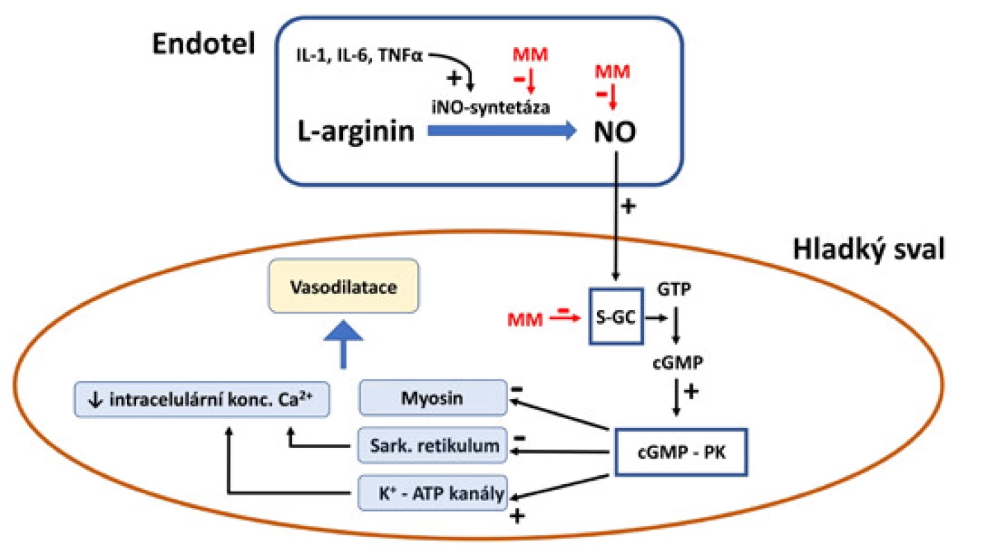 Schéma signální cesty oxidu dusnatého (NO) v regulaci cévního tonu a jeho ovlivnění methylenovou modří (MM).