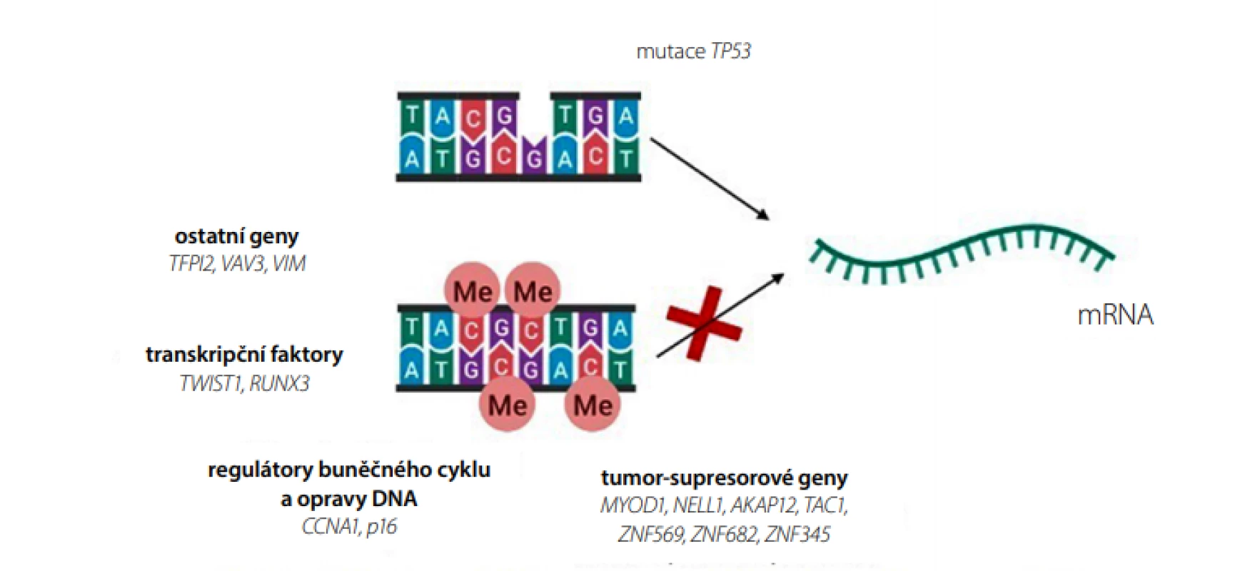 Genetické a epigenetické markery pro BE v kombinaci s neendoskopickým odběrem vzorků sliznice jícnu (vytvořeno pomocí programu BioRender.com)