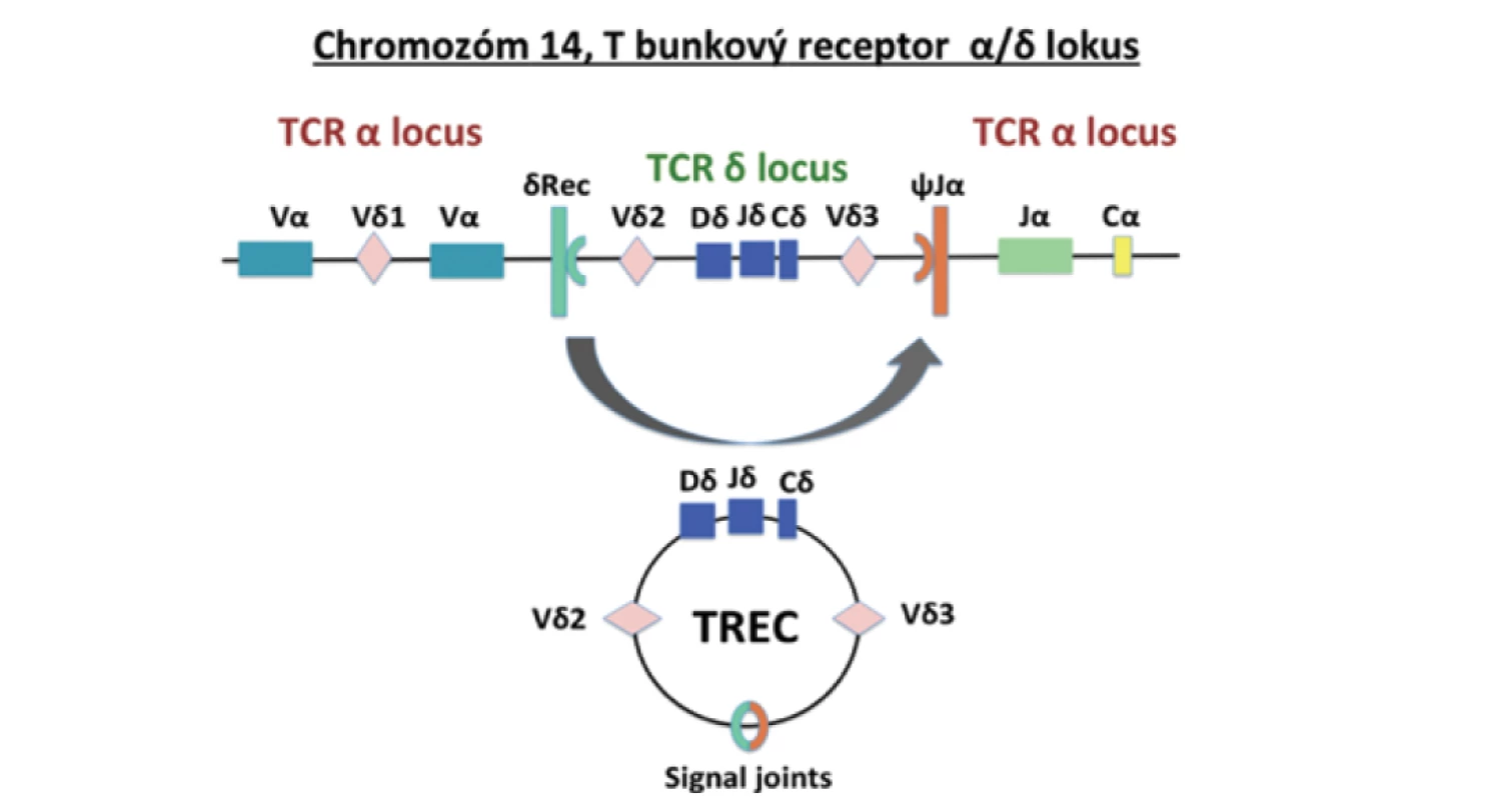 TREC vznikajú počas procesu V(D)J rekombinácie génu pre alfa reťazec T bunkového
receptora (upravené podľa Somech & Etzioni, 2014).<br>
Fig. 1. TRECs are formed during the V(D)J recombination process of the T cell receptor alpha
chain gene (adjusted from Somech & Etzioni, 2014).