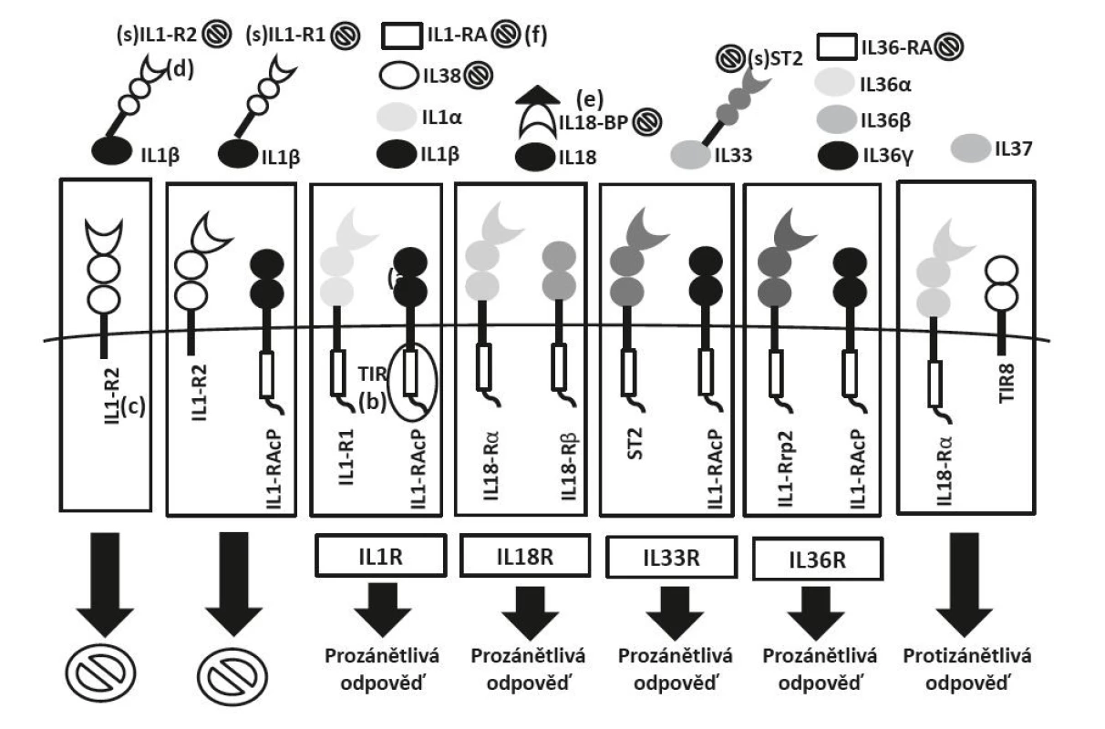 Schéma struktury receptorů IL-1 rodiny a mechanismy regulace: