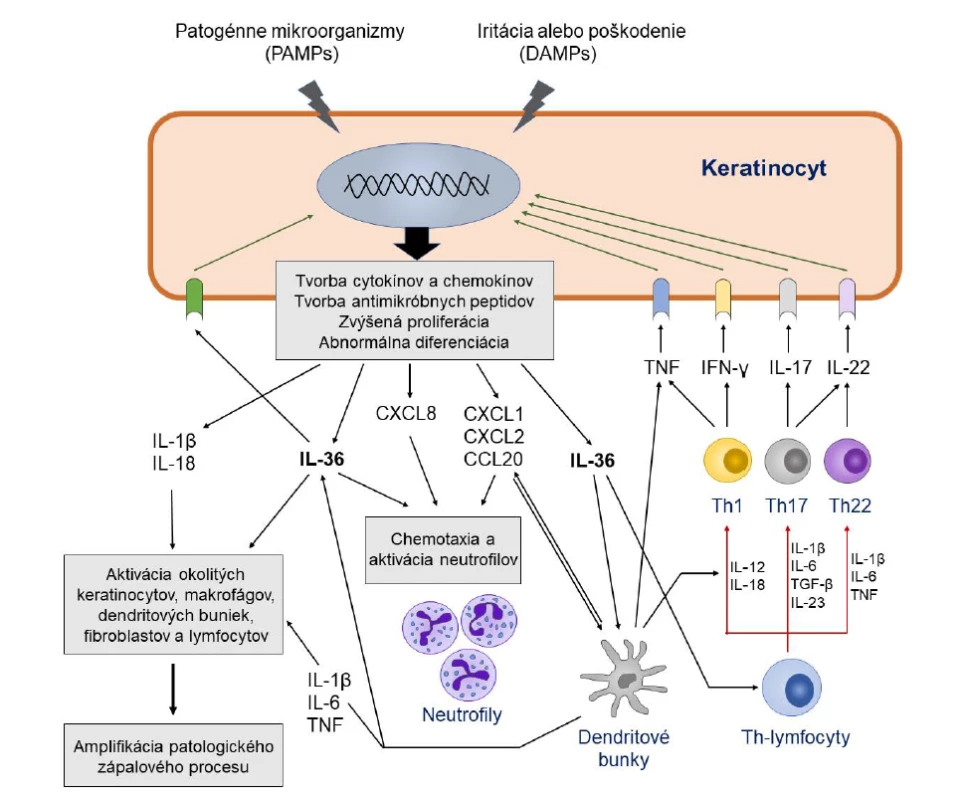 Úloha IL-36 a ďalších cytokínov v imunopatogenéze generalizovanej pustulárnej psoriázy<br>
Figure 1. The role of IL-36 and other cytokines in the immunopathogenesis of generalized pustular psoriasis