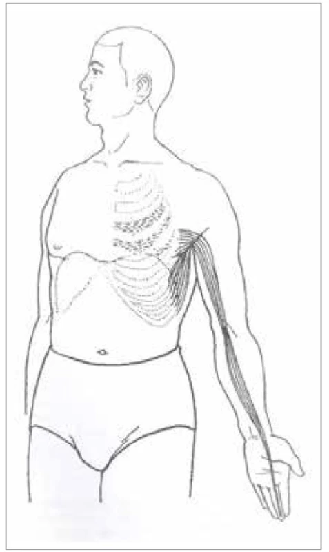 Šľachovo-svalová dráha
perikardu<br>
Fig. 17. Tendon-muscle path of the
pericardium