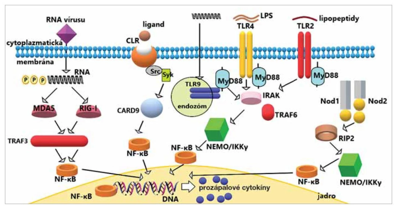 Signalizačná dráha TLR, NLR, CLR a RLR receptorov.<br>
TLR, NLR, CLR a RLR signalizácia spôsobuje aktiváciu NF-κB (nukleárny faktor κB), čo vedie k produkcii prozápalových cytokínov
a stimulácii imunitných odpovedí. Základná (neúplná) schéma signalizácie jednotlivých receptorov.<br>
Fig. 3. Signaling pathway via TLR, NLR, CLR and RLR receptors.<br>
TLR, NLR, CLR and RLR signaling cause activation of NF-κB (nuclear factor κB), leading to the production of pro-inflammatory
cytokines and stimulation of immune responses. Basic (incomplete) signaling scheme of individual receptors.
