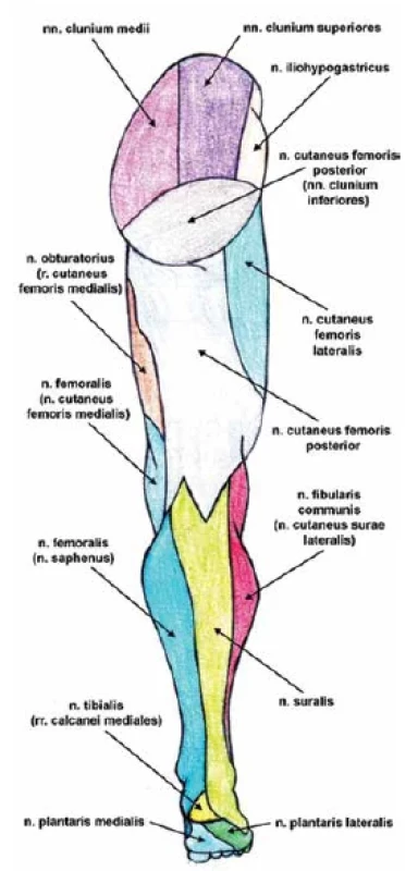 Senzitivní inervace dolní končetiny – pohled zezadu