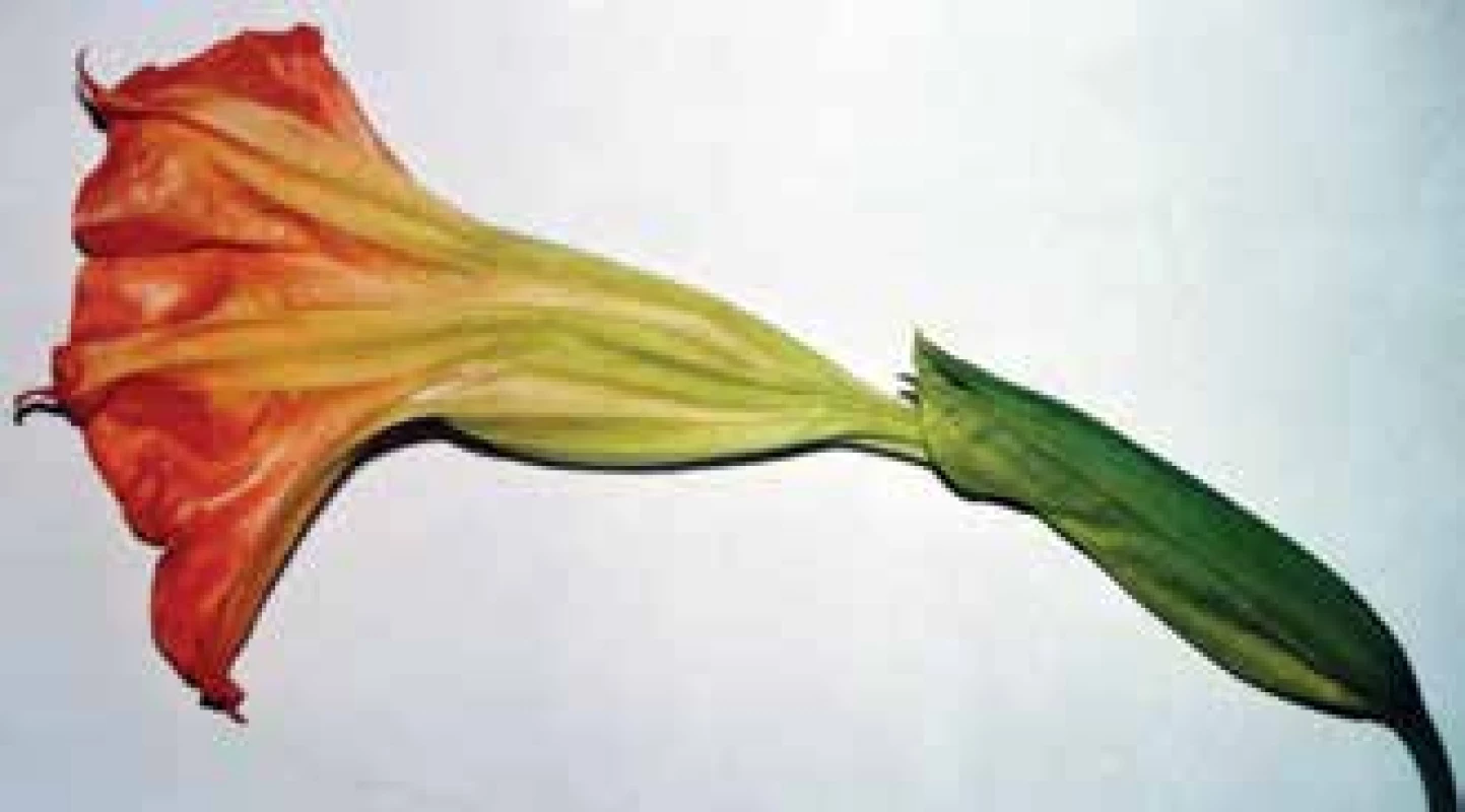 Kalichovitý kvet rastliny Durman voňavý
