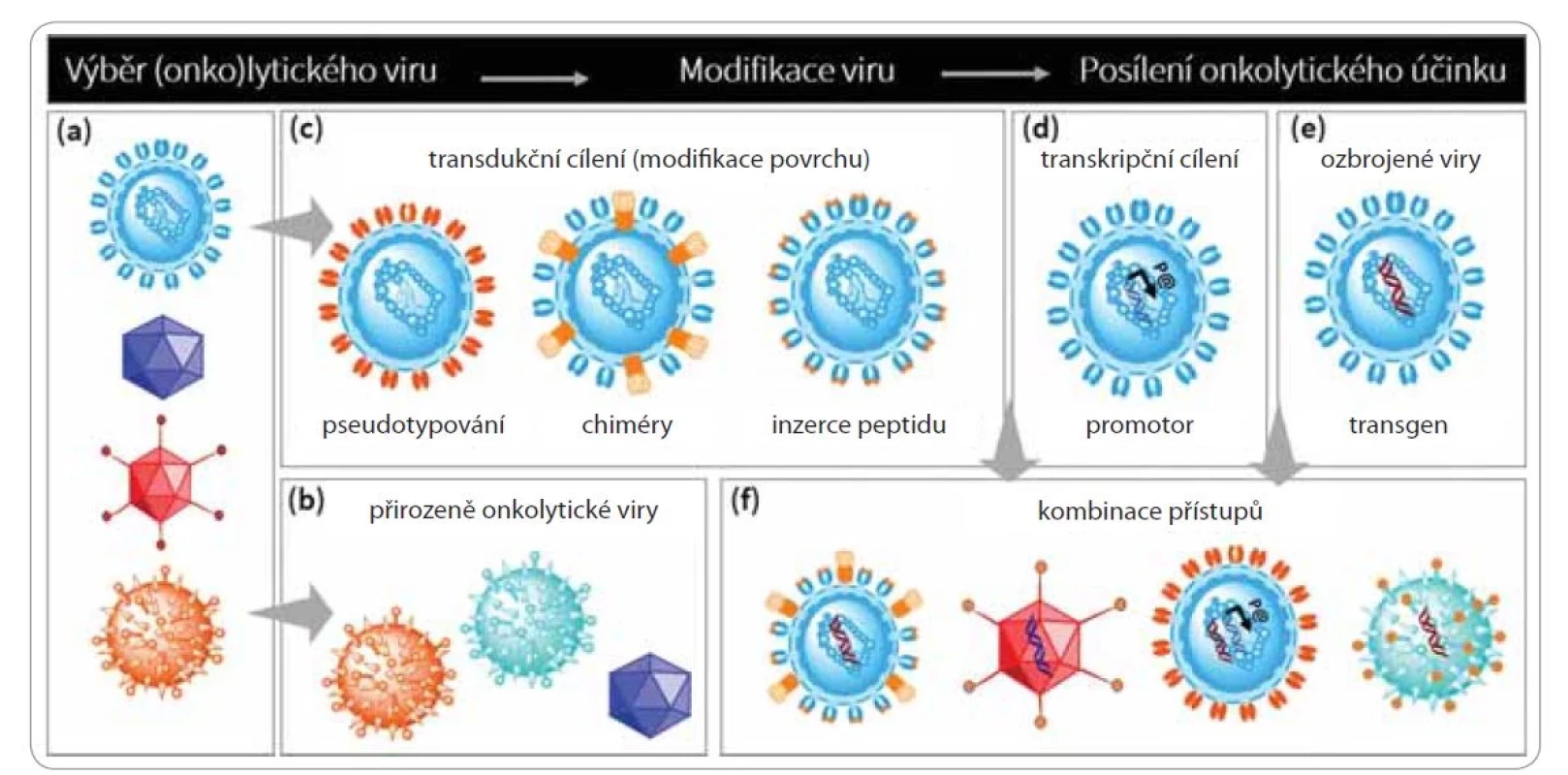 Strategie vývoje onkolytických virů.