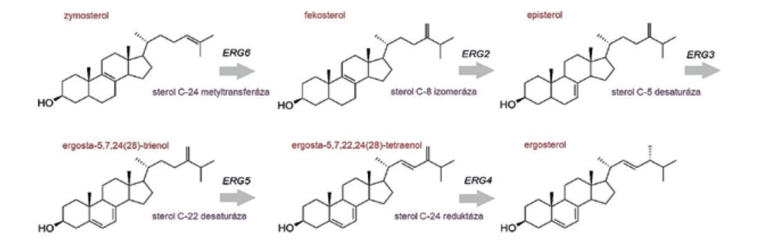 Záverečné kroky biosyntézy ergosterolu, katalyzované produktami neesenciálnych génov<br>
Figure 5. Final steps of ergosterol biosynthesis catalysed by products of non-essential genes