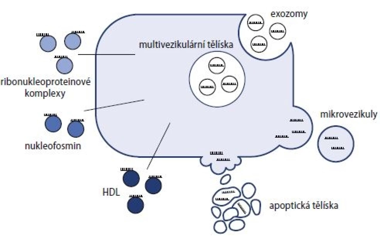 Vznik a formy cirkulujících miRNA [86].