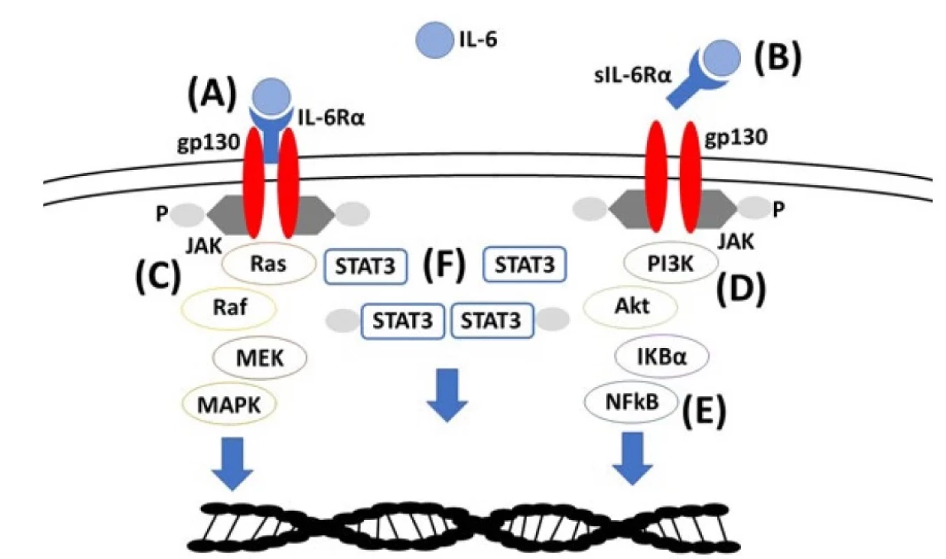 Vazba IL-6 na receptor IL-6Rα/gp130 (A, klasická cesta aktivace) nebo přes solubilní IL-6Rα (B, trans-signalizace), aktivace
signální dráhy, (C) Ras-Raf-MEK-MAPK (proteinové kinázy aktivované mitogenem), (D) PI3K (fosfoinositid 3-kináza)-AKT
(proteinkináza B), (E) NF-kB (nukleární faktor kappa B), (F) STAT3 (převodník signálu a aktivátor transkripce 3) vedoucí
k aktivaci efektorových mechanismů buněk imunitního systému a prozánětlivé odpovědi (10)