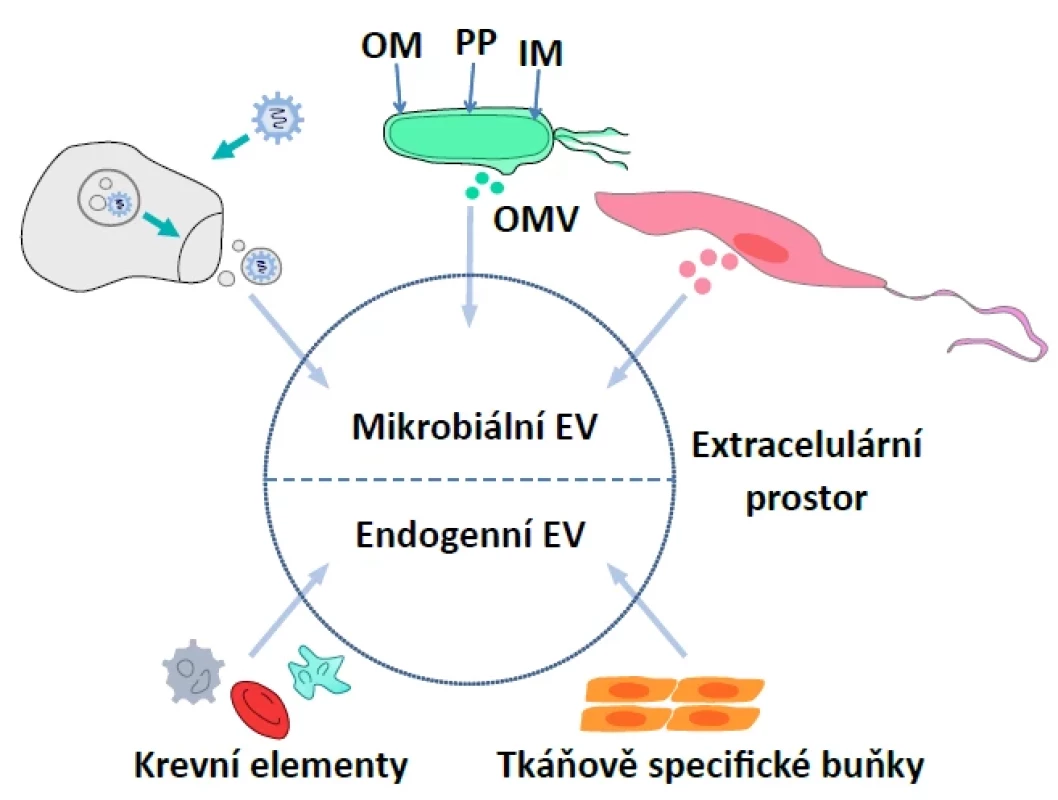 Schematické zobrazení původu endogenních a mikrobiálních EV</br>Figure 2. Schematic representation of the origin of endogenous and microbial EVs