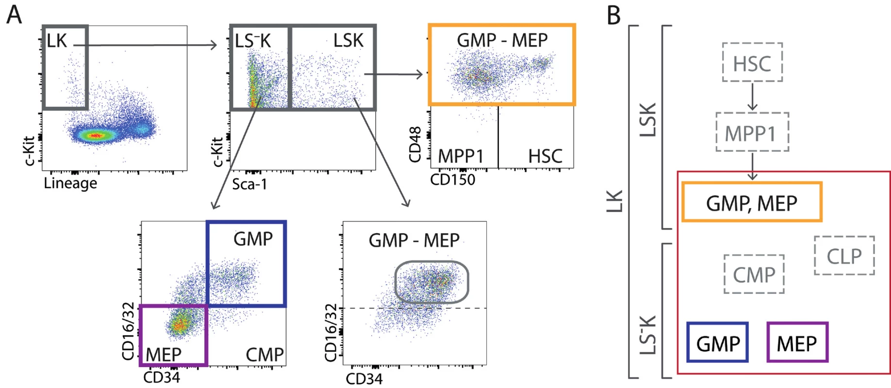  (A) V regenerující kostní dřeni lze také nezralé buňky LK rozdělit pomocí znaku Sca-1 na LSK a LS–
K . V LSK buňkách je velmi málo
buněk s imunofenotypem buněk kmenových, multipotentních progenitorů MPP1 a společných myeloidních progenitorů CMP. Analýza
buněk LSK ukázala, že buňky s fenotypem multipotentních progenitorů (MPP2 a MPP3) jsou ve skutečnosti pozměněnými (expresí
znaku Sca-1) pozdními myeloidními progenitory GMP a MEP. V intenzivně regenerující kostní dřeni je tedy naprostá většina nezralých
buněk (LK) granulocytovými a makrofágovými progenitory a megakaryocytovými-erytroidními progenitory. Praktickému chybění buněk
s imunofenotypem buněk kmenových, multipotentních progenitorů a společných myeloidních progenitorů v intenzivně regenerující kostní
dřeni odpovídá její velmi nízká schopnost transplantace, která je na úrovni 1–2 % [29]. (B) Složení nezralých buněk LSK a LS–
K je v regenerující
kostní dřeni významně pozměněno a naprostá většina těchto buněk jsou erytroidní a granulocytové/makrofágové progenitory