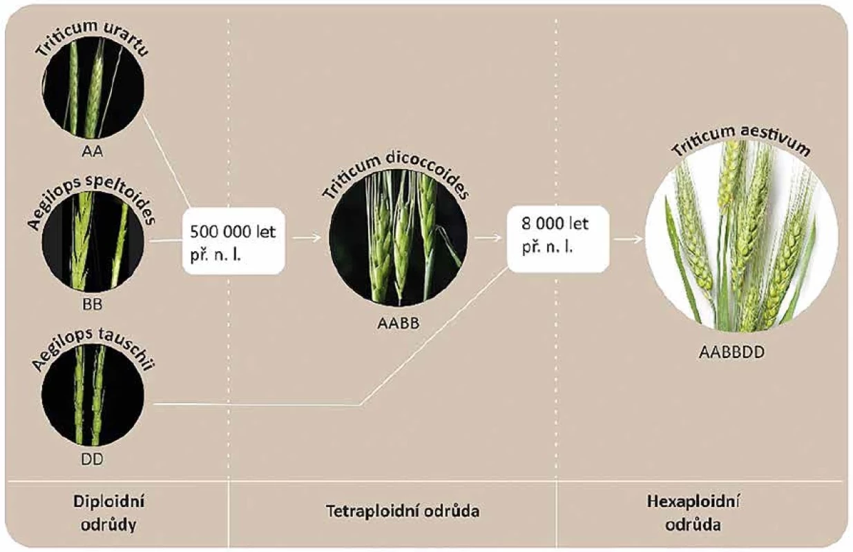 Vývoj hexaploidní pšenice seté se sestavou tří odlišných sad chromozomů AABBDD</br>Figure 3. Development of hexaploid wheat with three different sets of AABBDD chromosomes