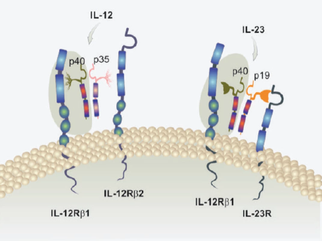 Struktura cytokinů IL-12 a IL-23 a jejich receptorů
