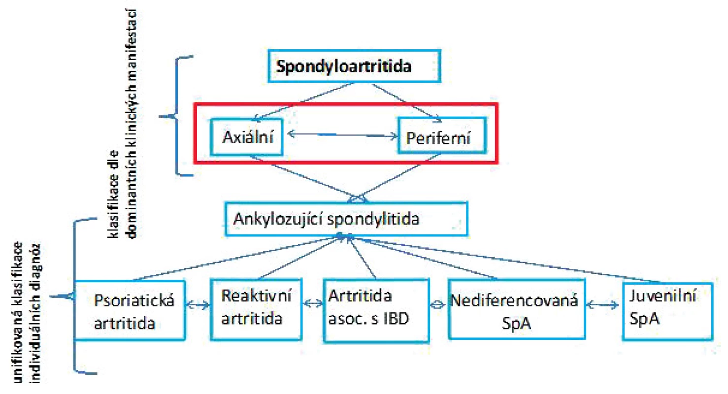 Možnosti dělení spondyloartritid (SpA). Tradiční je dělení na jednotlivá onemocnění (unifikovaná klasifikace individuálních diagnóz), kdy rozlišujeme ankylozující spondylitidu (AS), psoriatickou artritidu (PsA), reaktivní artritidu (ReA), artritidu asociovanou s  idiopatickým střevním zánětem (enteropatickou SpA), nediferencovanou SpA a juvenilní formy SpA. Nověji se
využívá dělení dle dominujících příznaků na axiální nebo periferní SpA. U axiální SpA jsou hlavní projevy onemocnění důsledkem
zánětu osového skeletu, v  oblasti křížokyčelního skloubení (sakroileitida) nebo meziobratlových skloubení páteře (spondylitida).
U periferní SpA jsou zánětem postiženy klouby a enteze periferního skeletu (nejčastěji se jedná o velké a střední klouby dolních končetin) (upraveno dle Zeidler et al. 2011).