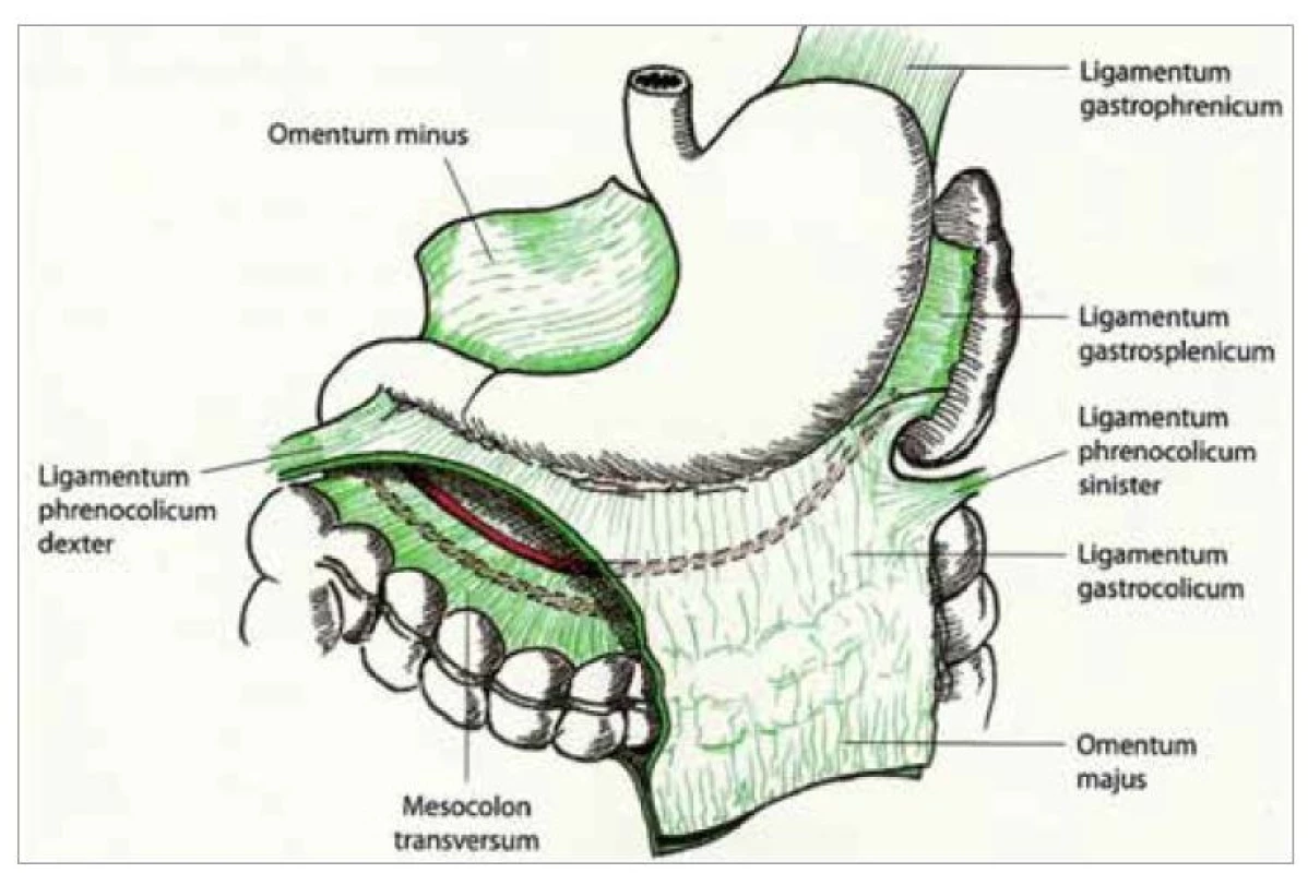 Závěsný aparát žaludku [3].<br>
Fig. 1. Suspensory apparatus of the stomach [3].