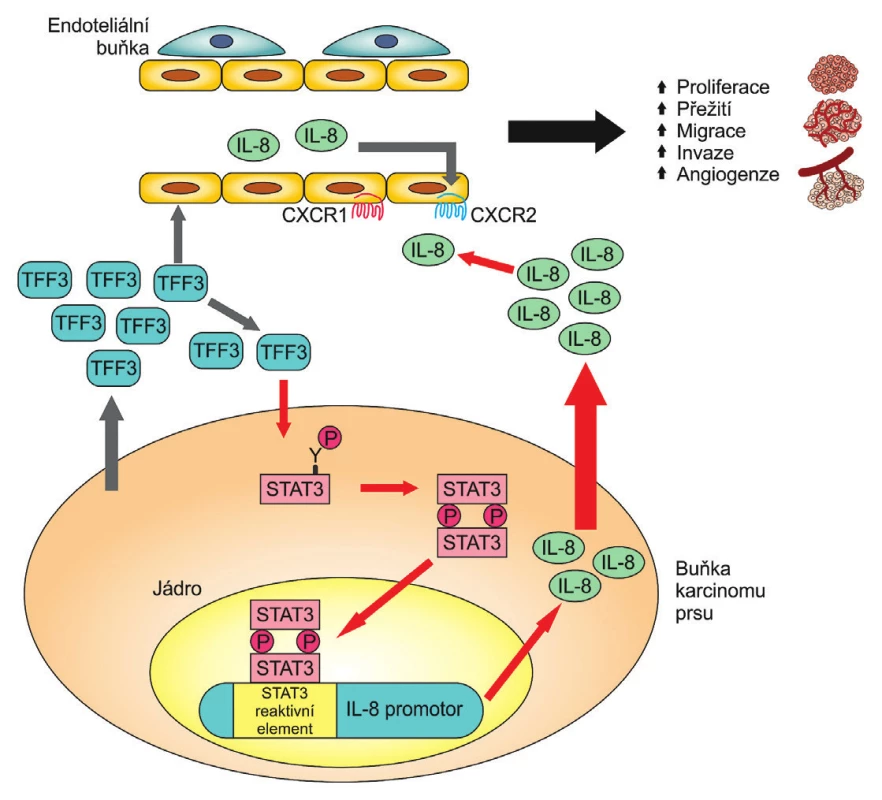 TFF3 je secernován buňkami nádoru prsu a nepřímo podporuje
angiogenní chování endoteliálních buněk cestou osy IL-8/CXCR2. STAT 3 je
transkripční faktor zodpovědný za zvýšenou expresi IL-8 cestou TFF3; upraveno
podle [15]