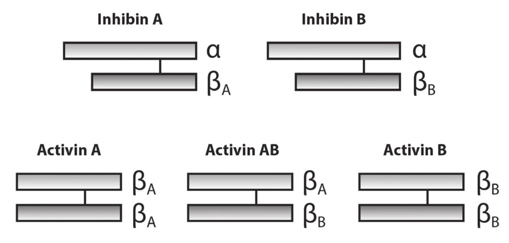 Schematic diagram of the structures of inhibin and
activin