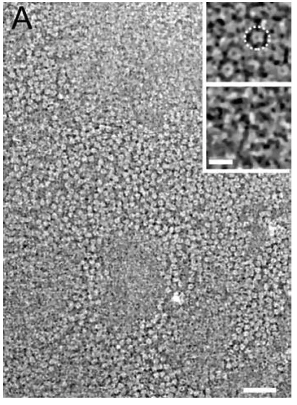 Nikotinový acetylcholinový receptor z elektrického orgánu
parejnoka elektrického pod elektronovým mikroskopem. Zdroj: Zuber B,
Unwin N. Structure and superorganization of acetylcholine receptor–rapsyn
complexes. PNAS. 2013; 110(26): 10622–10627 (použito s licencí CC BY 4.0)