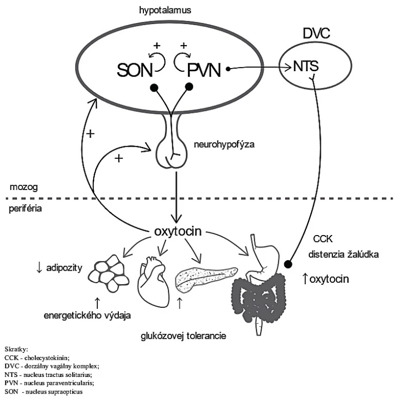 Zapojenie oxytocínu do metabolizmu. Oxytocín je uvoľňovaný z neurohypofýzy a stimuluje ďalšie uvoľňovanie pozitívnou spätnou väzbou (čierne šípky). Moduluje metabolické procesy v tkanivách (sivé šípky), čo vedie k redukcii príjmu potravy a telesnej hmotnosti. <br> Skratky: CCK – cholecystokinín, DVC – dorzálny vagálny komplex,  NTS – nucleus tractus solitarius, PVN – nucleus paraventricularis,  SON – nucleus paraopticus