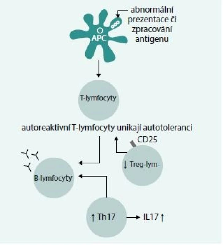 Mechanizmus vzniku autoprotilátek u AIHA.
Abnormální prezentace či zpracování antigenu
vede k defektu apoptotických signálů pro
autoreaktivní T-lymfocyty, které unikají procesu
autotolerance a indukují tvorbu protilátek
B-lymfocyty, na procesu se podílí zvýšená
aktivita Th17-lymfocytů a snížená aktivita
Treg-lymfocytů – podrobnosti v textu.