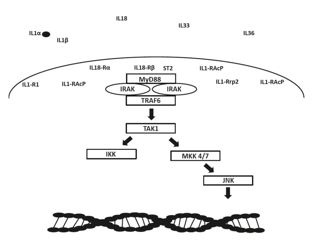 Schéma signalizace receptorů IL-1 rodiny: