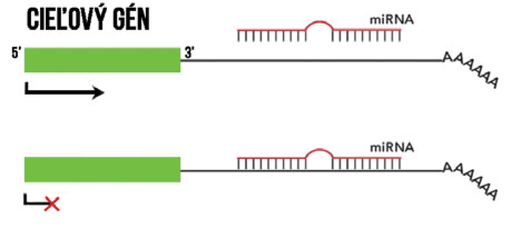 Mechanizmus pôsobenia miRNA. Naviazaním na komplementárnu sekvenciu v 3’ oblasti cieľovej mRNA zabránia jej prepisu. 