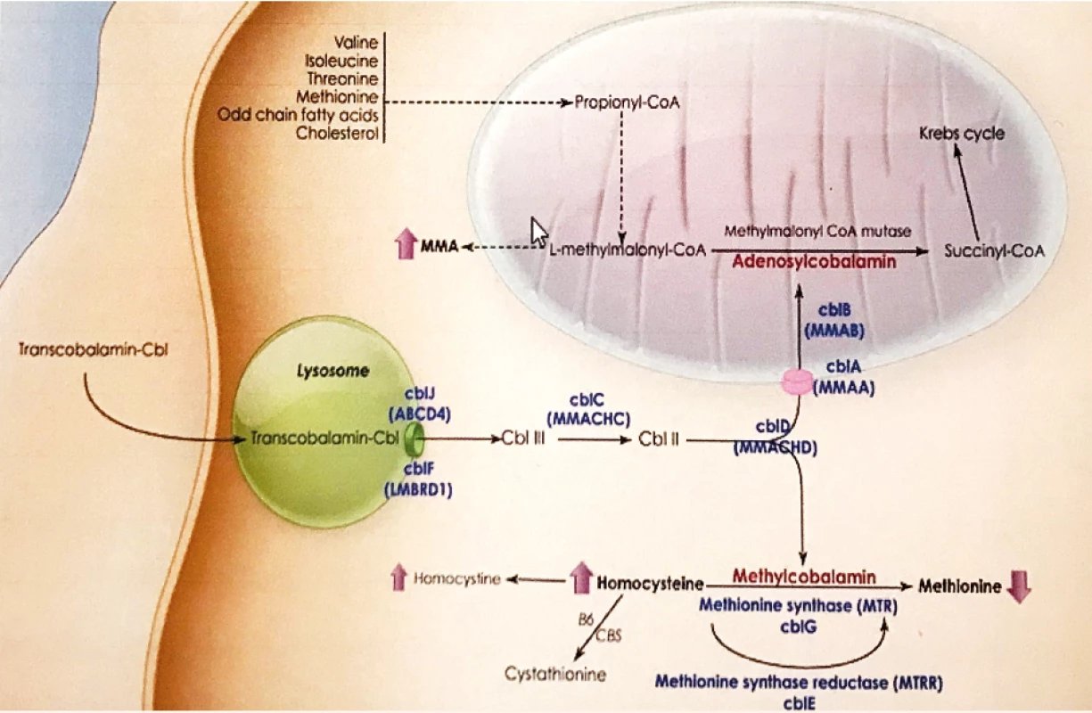 Intracelulárny metabolizmus kobalamínu s výslednými kofaktormi adenozykobalamínom, metylkobalamínom a vyznačením
jednotlivých porúch CblA – CblJ [Expert Rev Mol Med 2010].