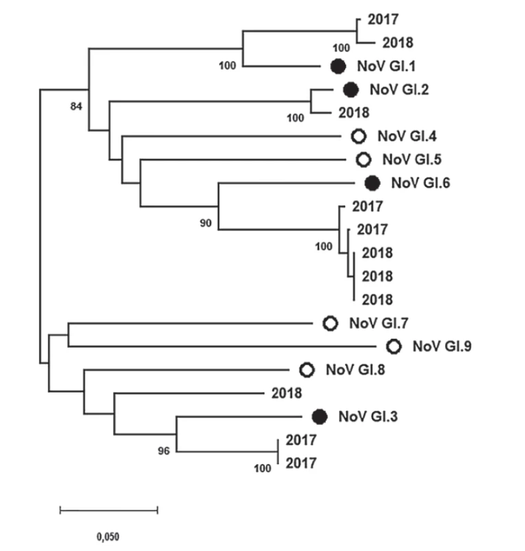 Výsledky fylogenetické analýzy specifické oblasti genomu (ORF2, region C, 291 nt) norovirů řazených
do genoskupiny I (NoV GI) prokázaných v rámci této studie<br>
Figure 2. Results of phylogenetic analysis of a specific part of the norovirus genogroup I genome (ORF2,
region C, 291 nt) detected in the present study