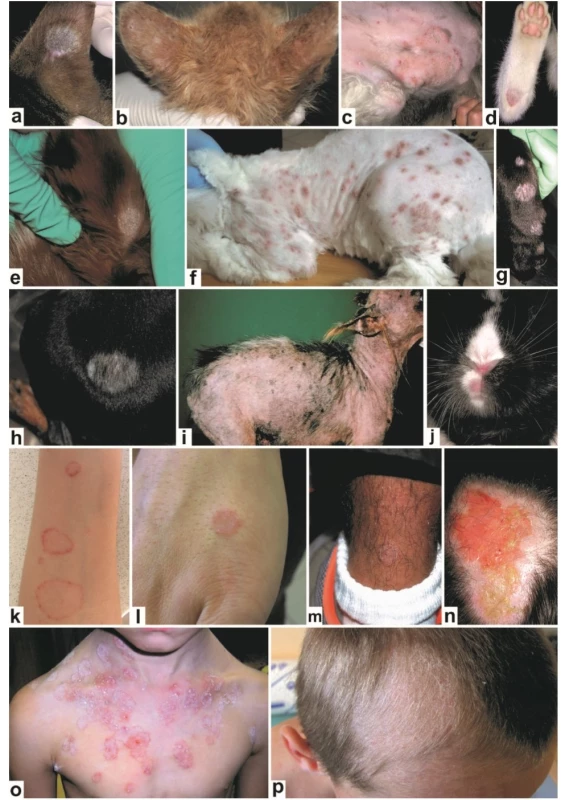 Klinická manifestace infekcí způsobených Microsporum canis u zvířat a člověka