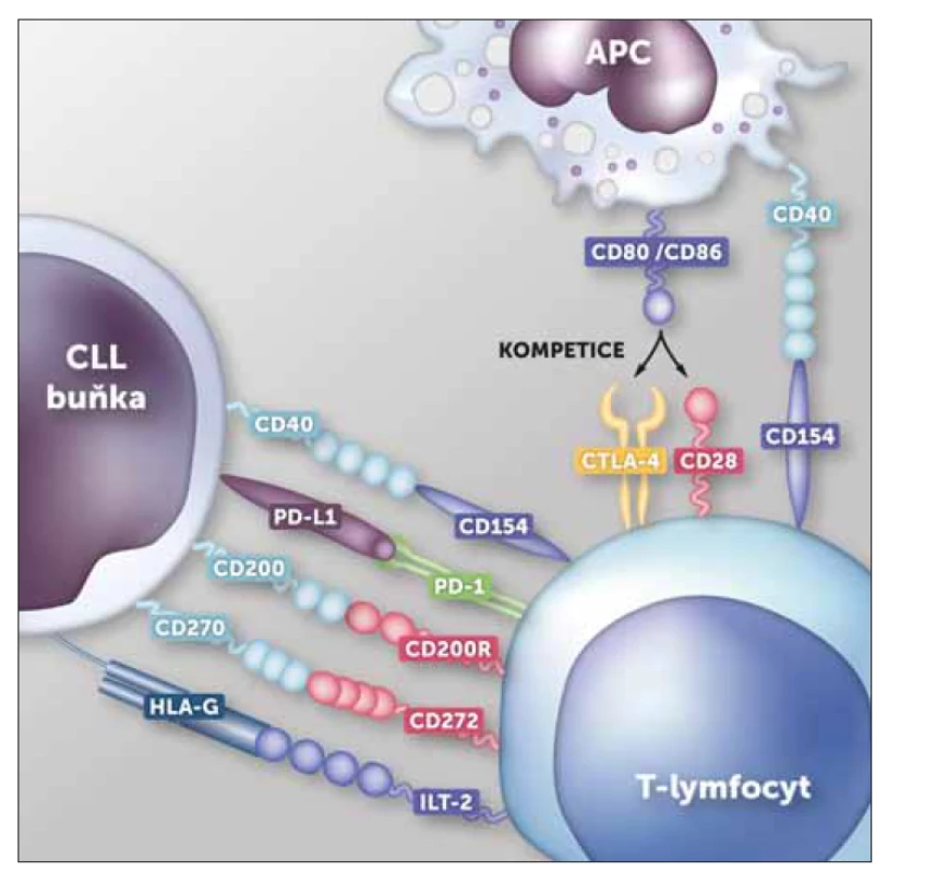 Nejdůležitější interakce mezi T-ly a CLL buňkami u nemocných
s neléčenou CLL.