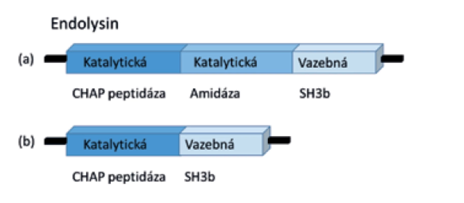 Doménová struktura enzybiotika endolysinu F812<br>
(LysK)<br>
a) Endolysin obsahuje doménu zodpovědnou za vazbu k substrátu
(SH3b) a dvě katalytické domény (peptidáza CHAP a amidáza)<br>
b) Enzymaticky aktivní mutantní forma F1 bez amidázové domény
(volně upraveno podle obrázku z článku Kashani et al., 2017 [48])<br>
Figure 4. Domain structure of the enzybiotic endolysin F812<br>
(LysK)<br>
(a) Endolysin carries a domain responsible for substrate binding
(SH3b) and two catalytic domains (peptidase CHAP and amidase)<br>
(b) Enzymatically active mutant F1 without amidase domain
(adapted based on the figure in Kashani et al., 2017 [48])