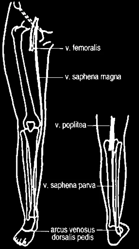 Schéma povrchového žilního systému (podle Záruby)