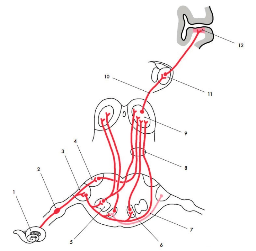 Obecné schéma sluchové dráhy savců.
(Grim, M., Druga, R. Základy anatomie. 2. vyd. Praha, Galén–Karolinum,
2014, s. 210).
Legenda: 1– cochlea, 2 – ganglion cochleare, 3 – nc. cochlearis
ventralis, 4 – nc. cochlearis dorsalis, 5 – nc. olivaris superior
lateralis, 6 – nc. olivaris superior medialis, 7 – corpus trapezoideum,
8 – lemniscus lateralis, 9 – colliculus inferior (centrální jádro),
10 – brachium colliculi inferioris, 11 – corpus geniculatum mediale
(nc. ventralis), 12 – primární sluchová korová oblast (A I, area 41).